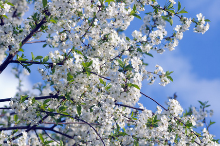 一颗樱桃深蓝色春季开花的树