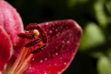 莉莉花粉