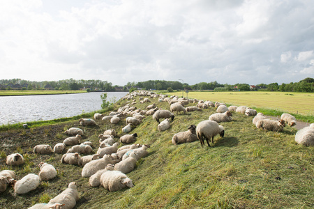 堤防 农业 动物 农田 休息 景观 荷兰语 农舍 放牧 字段