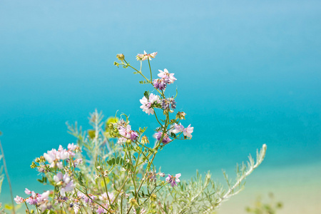 湖边花图片