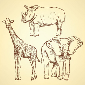 素描长颈鹿 大象 犀牛 矢量背景