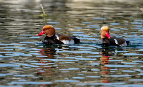 红冠毛鸭(nettarufina)在一个小湖野鸭的行为巴塔哥尼亚鹅, 鸟, 动物