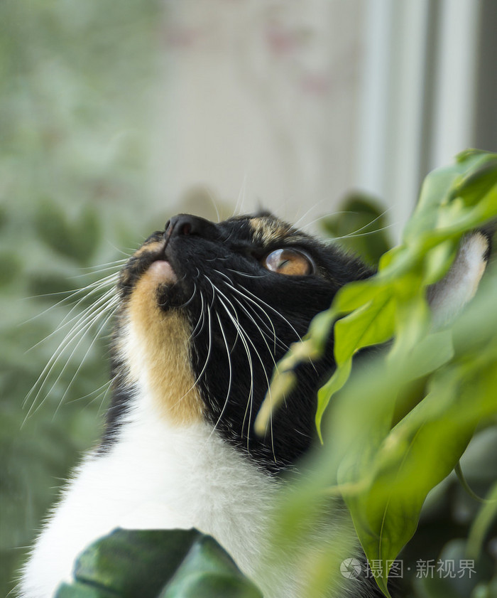 猫抬头往上看