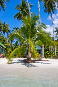 热带海滩与异国风情的棕榈树在沙滩上