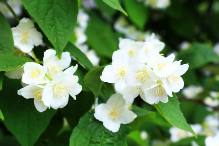 茉莉花在花园里