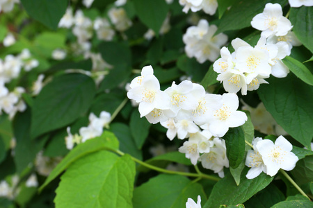 茉莉花在花园里