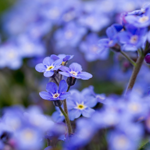 花园里，春天春暖花开   忘记我不花