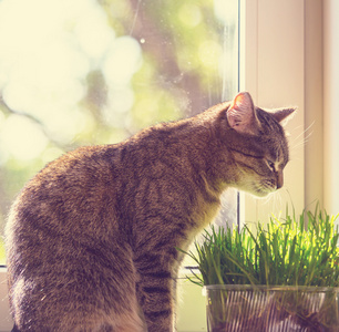 长满草的猫