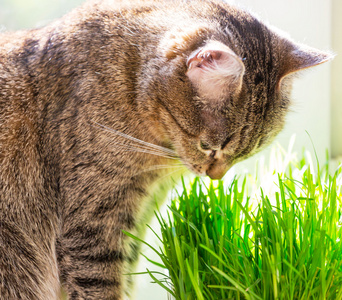 长满草的猫