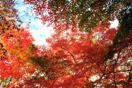 夜观枫季节在秋天日本
