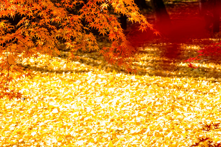 秋天的日本庭园用枫树或其他用途