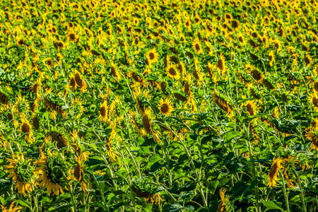 领域的巨大的向日葵在阳光明媚的夏日，在法国