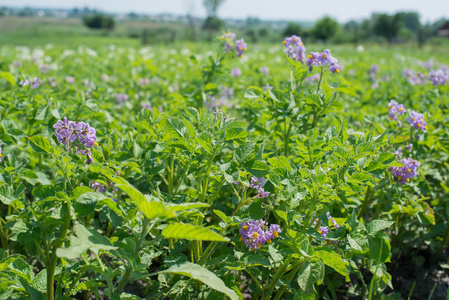 紫色的花的 lycianthes rantonnetii