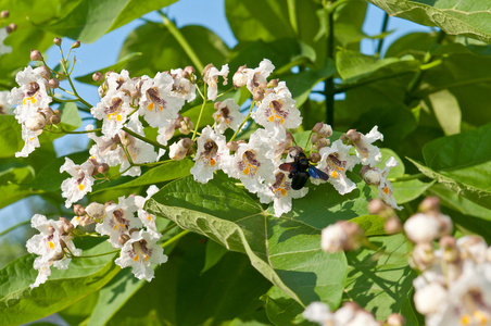 syringaefolia梓醇 bignonioides照片