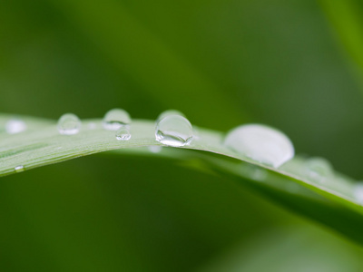 叶子上的水珠图片