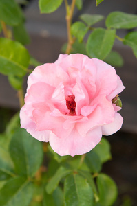 伊丽莎白女王伊丽莎白女王的玫瑰照片