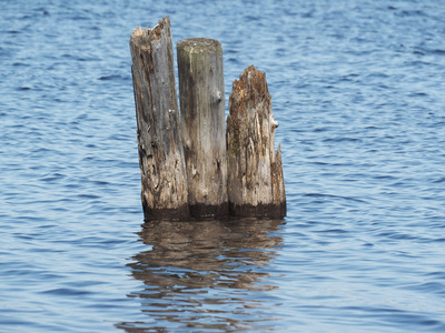 湖中的老桩