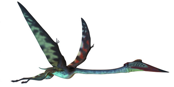 quetzalcoatlus 配置文件风筝始祖鸟侧剖面白色衬底上的