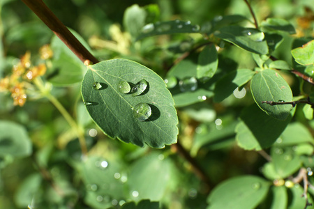 绿色的树叶与雨滴关闭