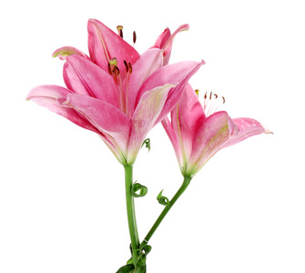 美丽的粉色百合花卉, 白色衬底上分离照片