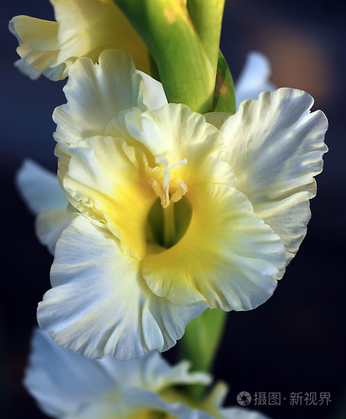 白唐菖蒲花