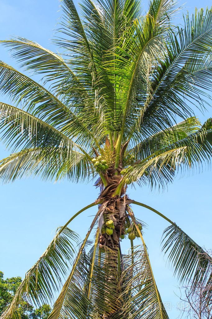 椰子树