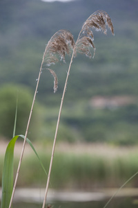 花在森林里