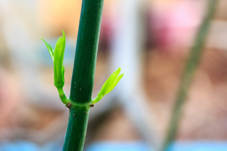 金银花坚果 缅甸林道