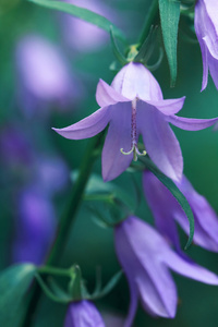 野风信子花