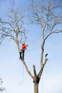 树艺师切割树