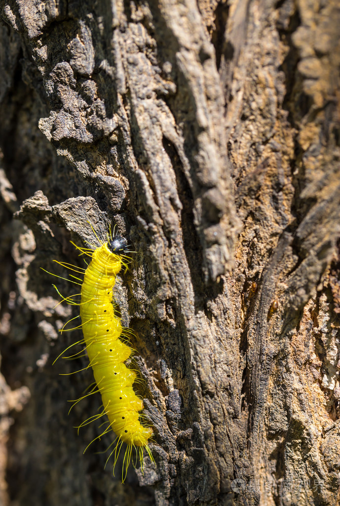 黄色在树上的毛毛虫
