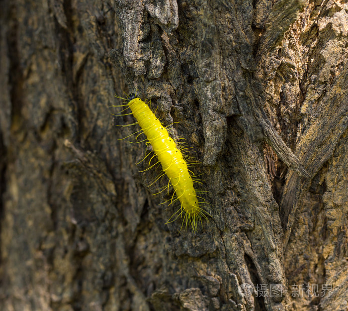 黄色在树上的毛毛虫