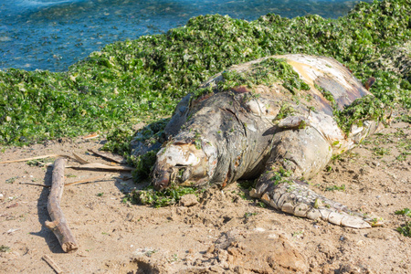 死的绿海龟照片