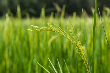 美丽的绿色水稻植株泰国稻田