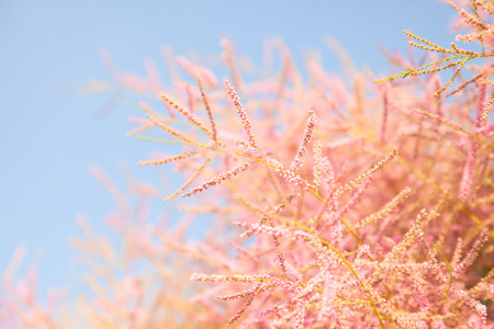 粉红色的树开花