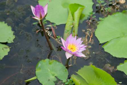 在绿叶上莲花