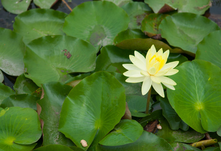 在绿叶上莲花