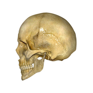 骷颅头图片-骷颅头素材-骷颅头插画-摄图新视界