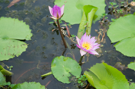 在绿叶上莲花