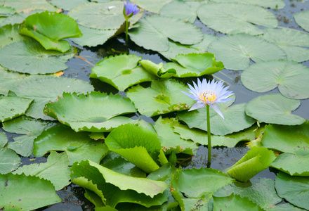 绿叶上的紫花花在水中