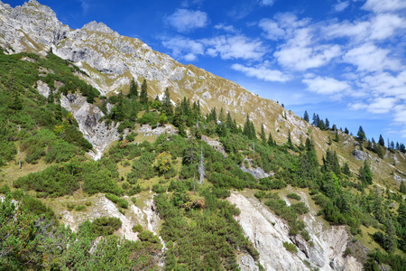 洛基山针叶林