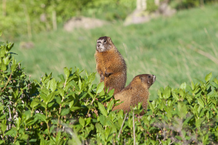 marmottes  ventre jaune