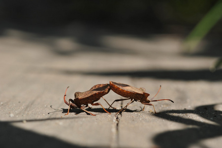 两只虫子就像两个摔跤手在一起打架。