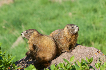 marmottes  ventre jaune