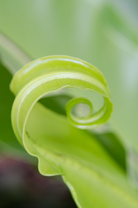 绿色的植物叶子