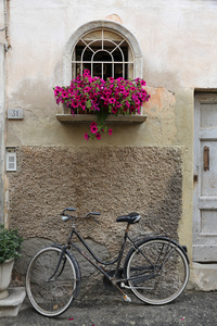 自行车与鲜花