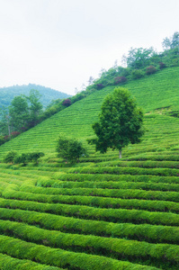 宝城茶田