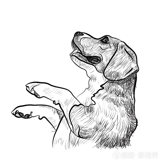 比格犬,乞讨食物插画-正版商用图片1fyihu-摄图新视界