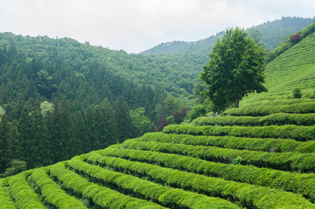 宝城茶田