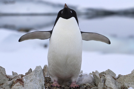 阿德利企鹅站在鸟巢附近的春日